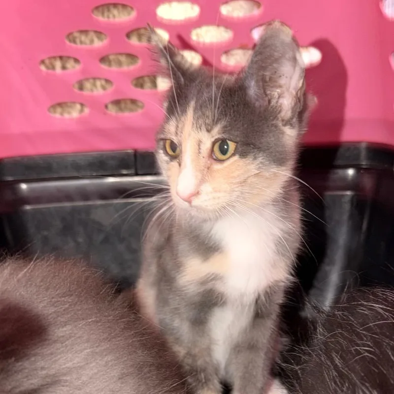 A baby small-sized female Calico Domestic Short Hair cat named Coat of Many Colors for adoption in Boerne, TX