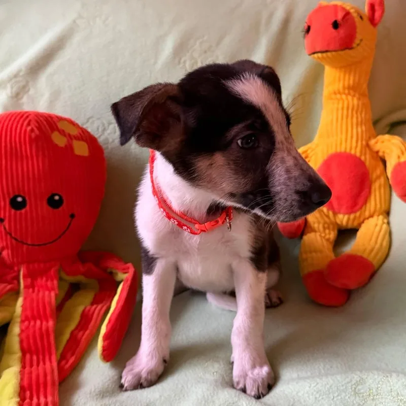 A baby medium-sized female White / Cream Australian Shepherd dog named Lariat for adoption in Normal, IL