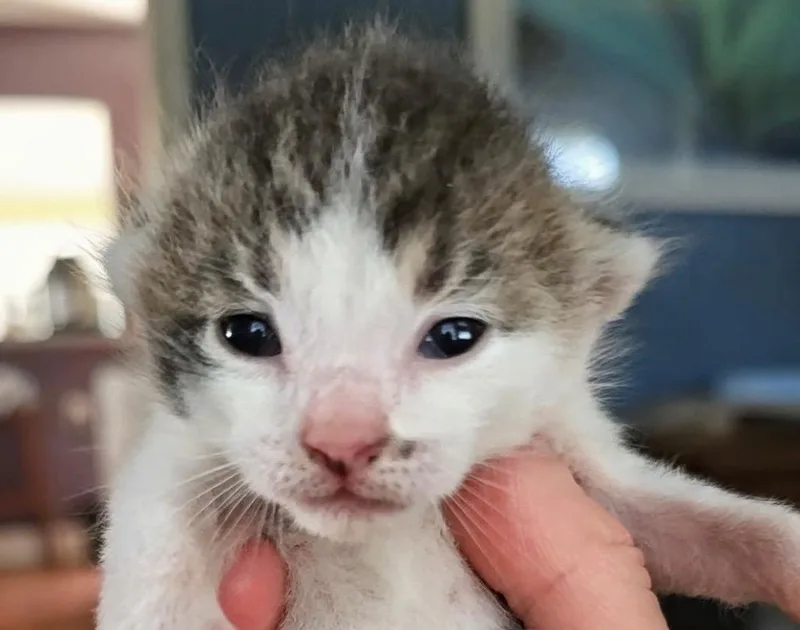 A baby small-sized male Domestic Short Hair cat named Puck for adoption in Newaygo, MI