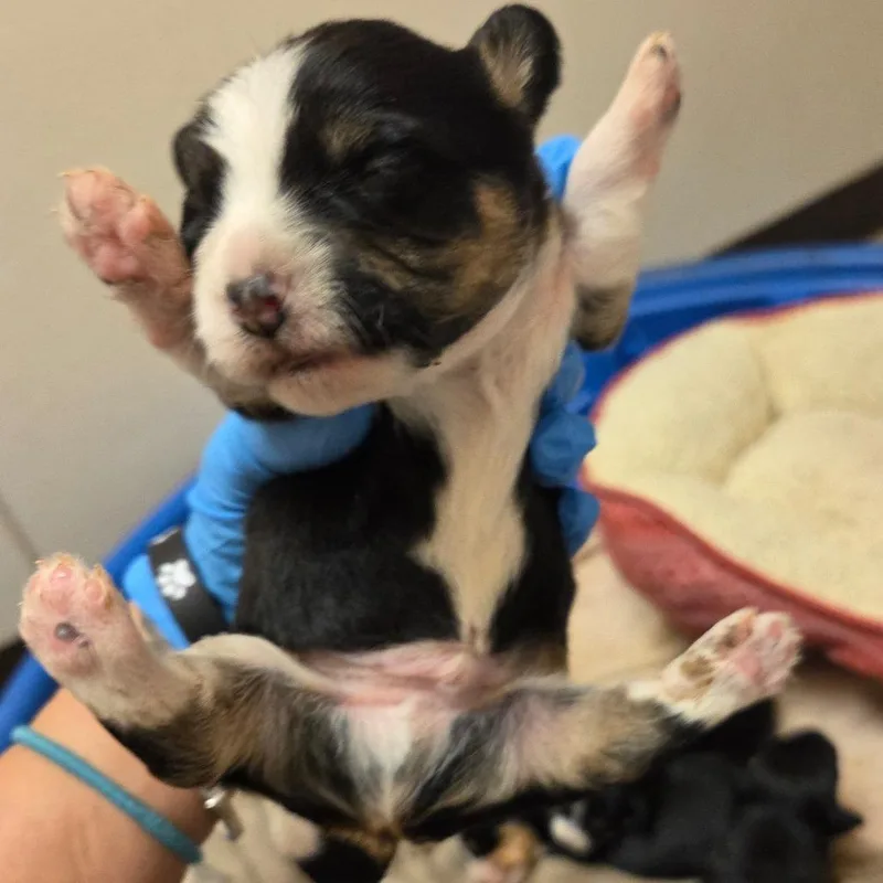 A baby small-sized male Mixed Breed dog named Briar for adoption in Fulton, TX