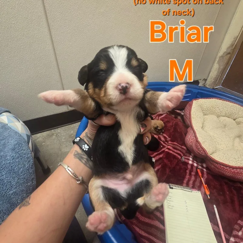 Briar thumbnail 2