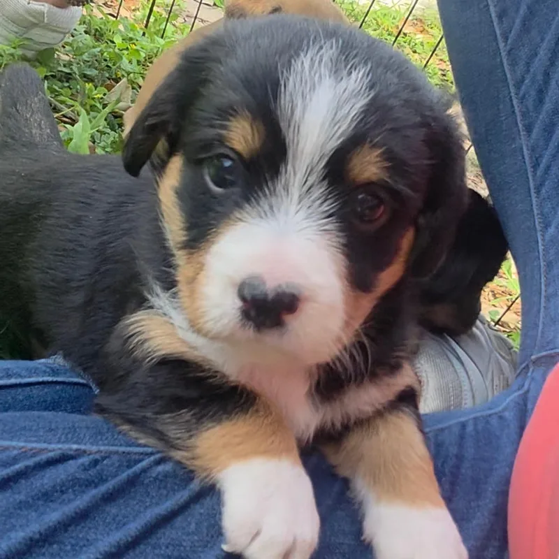 Briar thumbnail 3
