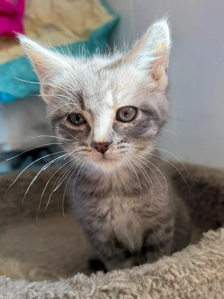 A baby small-sized female Gray / Blue / Silver Domestic Short Hair cat named Stella for adoption in Seven Valleys, PA