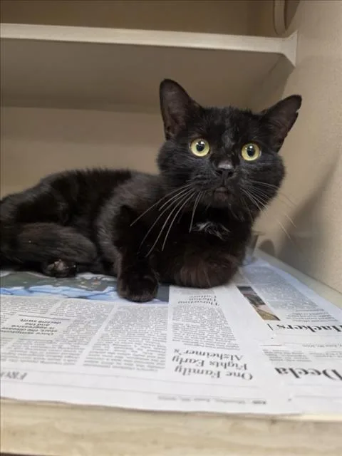An adult medium-sized male Domestic Short Hair cat named Smeagol for adoption in Cookeville, TN