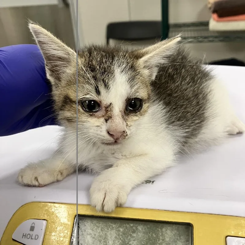 A baby small-sized female Domestic Short Hair cat named Jessie for adoption in Las Cruces, NM