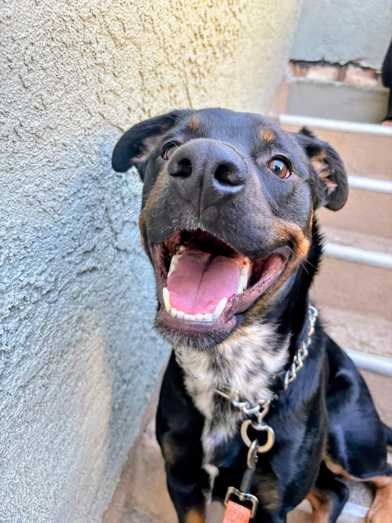 Silas  Contact  thumbnail 2