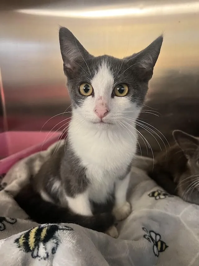 A young medium-sized male Gray / Blue / Silver Domestic Short Hair cat named Wyrick for adoption in Colonial Heights, VA