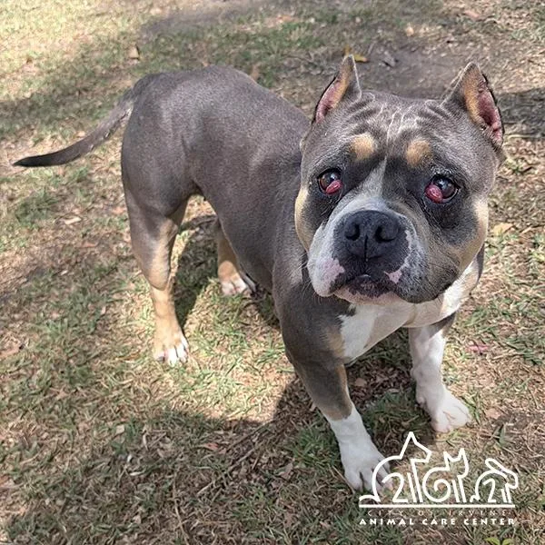 A young medium-sized female Pit Bull Terrier dog named Gigi for adoption in Irvine, CA