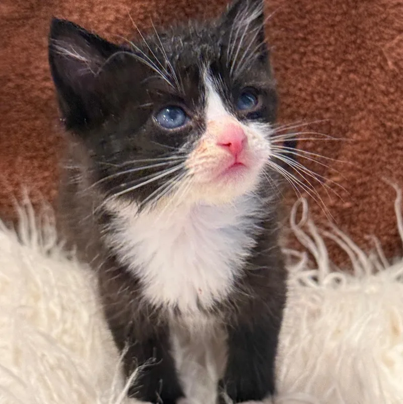 A baby small-sized male Black & White / Tuxedo American Shorthair cat named Eric for adoption in Johnson City, TN