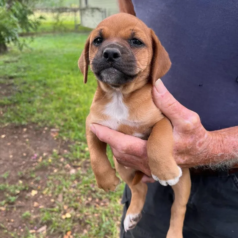 A baby medium-sized female Yellow / Tan / Blond / Fawn Mixed Breed dog named Lucy for adoption in Floresville, TX