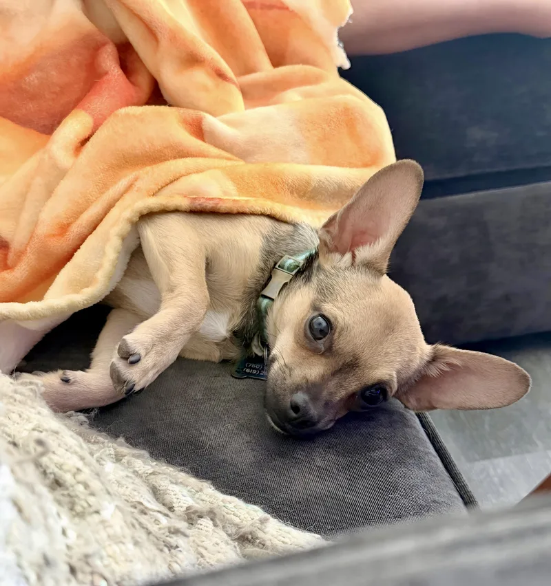 A young small-sized male Chihuahua dog named Fenn for adoption in San Diego, CA
