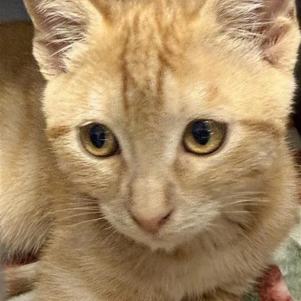 Ginger thumbnail 5