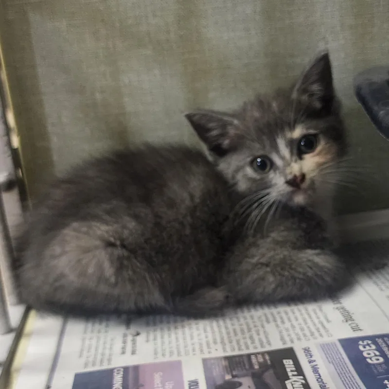 A baby medium-sized female Dilute Tortoiseshell Domestic Short Hair cat named Zoe for adoption in Tulsa, OK