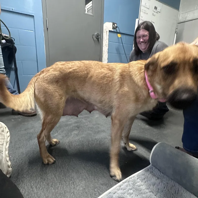 An adult medium-sized female Hound dog named Freya for adoption in Oswego, IL