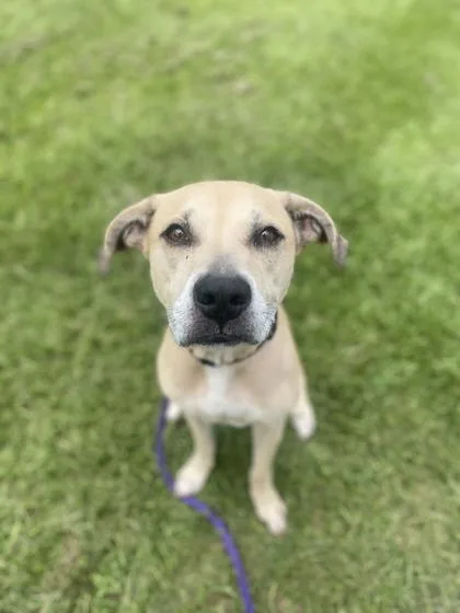 An adult large-sized male Mixed Breed dog named Clancy for adoption in Vero Beach, FL