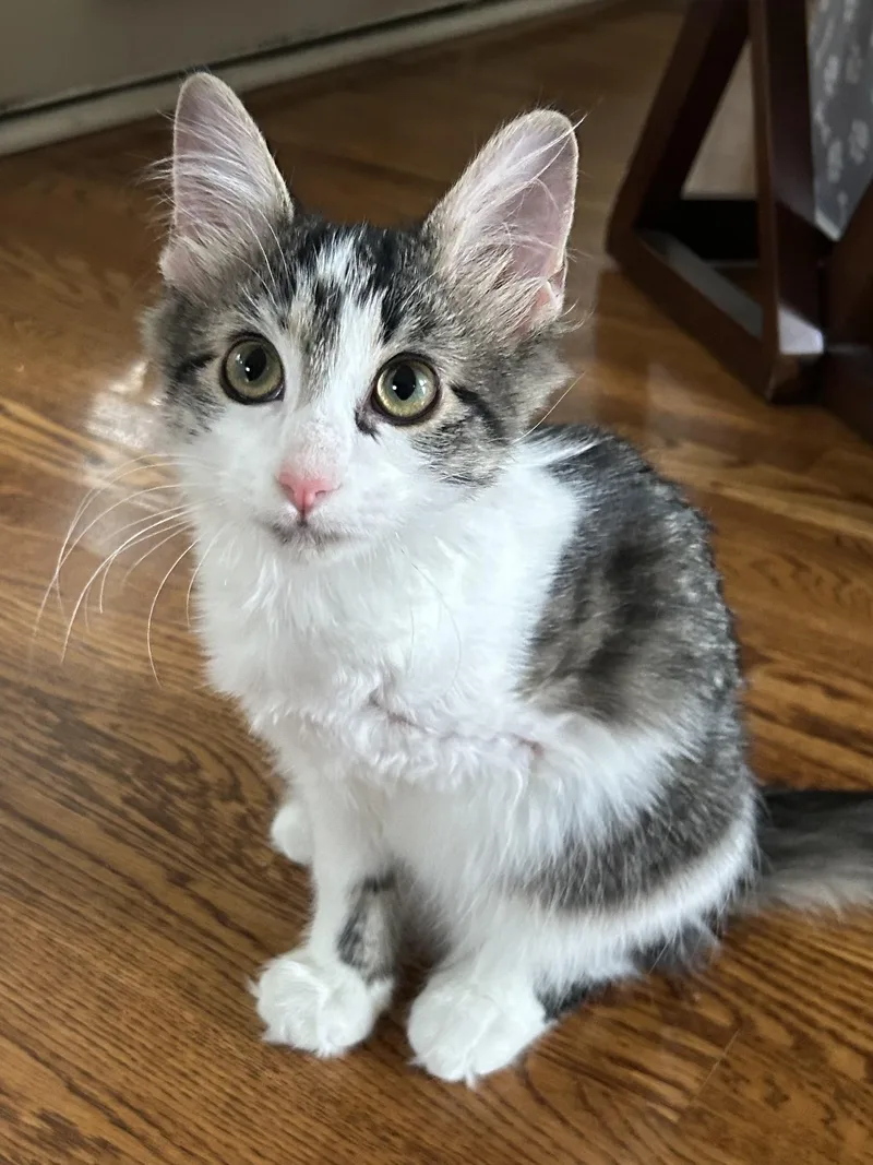 A young medium-sized male Tabby (Gray / Blue / Silver) Domestic Medium Hair cat named Jasper for adoption in Murfreesboro, TN