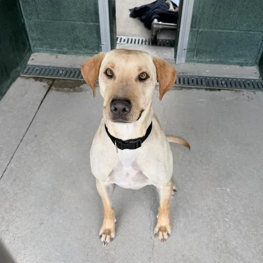 An adult medium-sized male Yellow / Tan / Blond / Fawn Yellow Labrador Retriever dog named Marvin for adoption in Carencro, LA