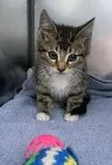 A baby small-sized male Domestic Short Hair cat named Fritter for adoption in Fishers, IN