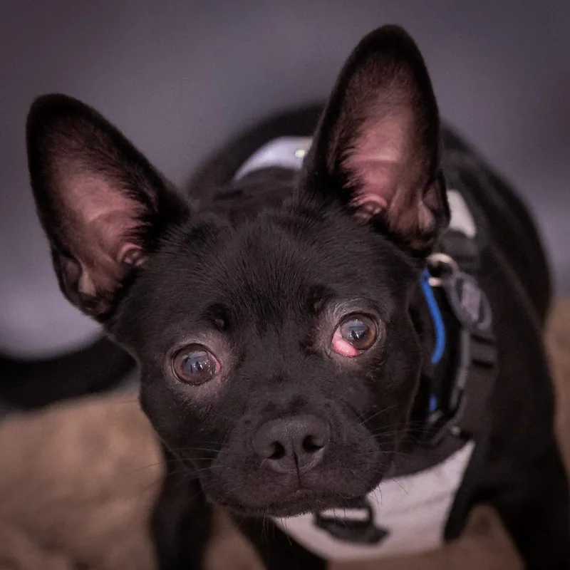 A baby small-sized male Black French Bulldog dog named Scrappy D for adoption in Princeton, MN