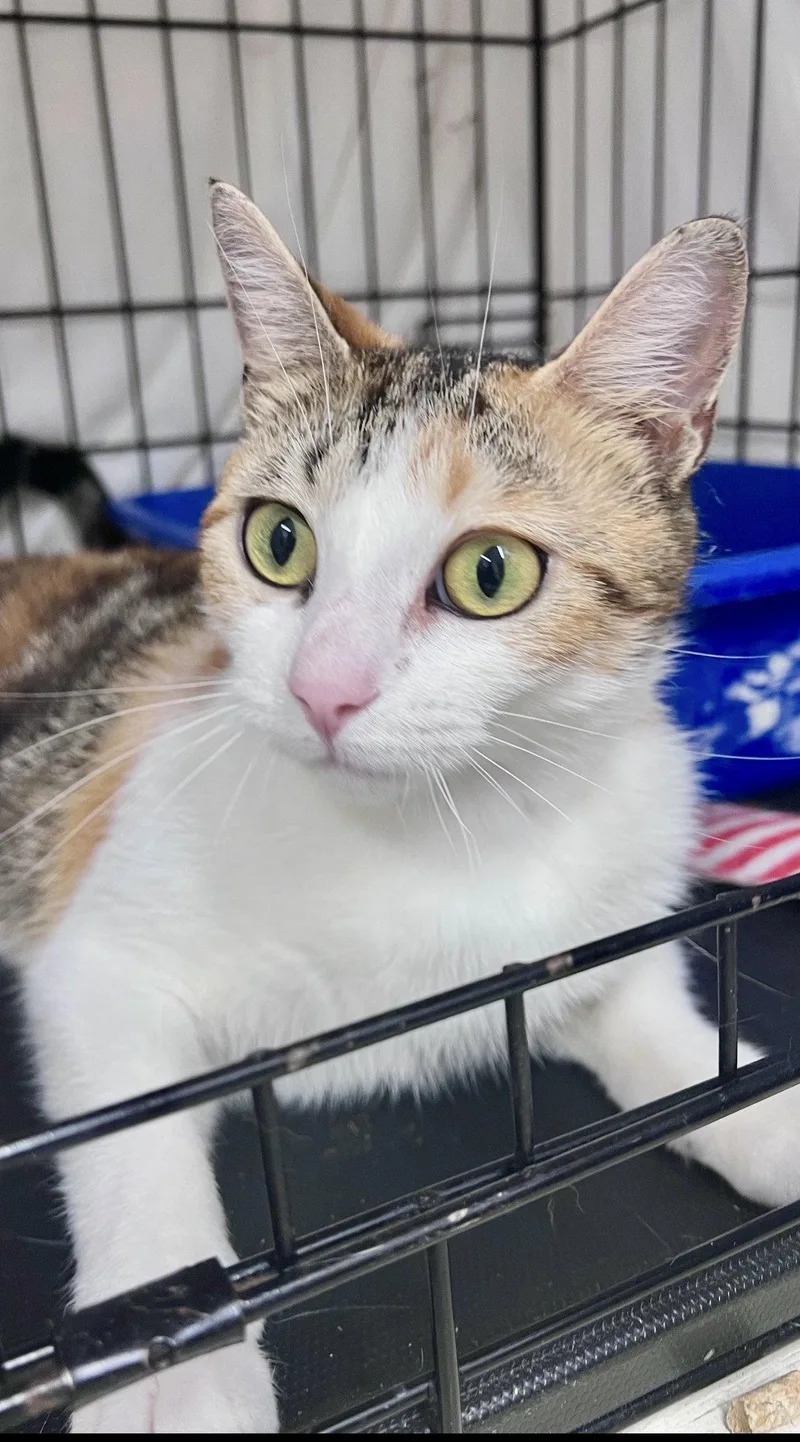 Hypatia