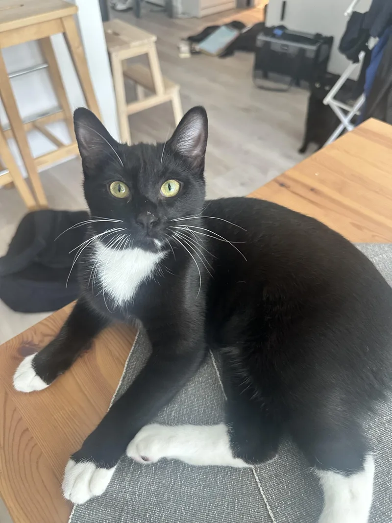 A young medium-sized female Domestic Short Hair cat named Matte for adoption in Brooklyn, NY