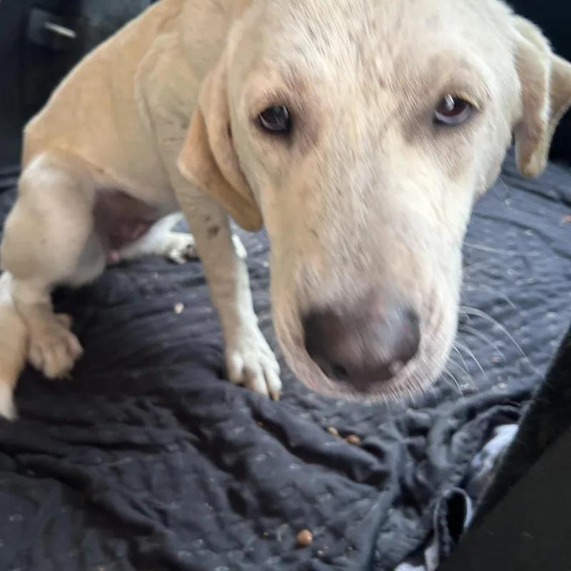 An adult medium-sized female Apricot / Beige Yellow Labrador Retriever dog named Angel for adoption in Pine Bluff, AR