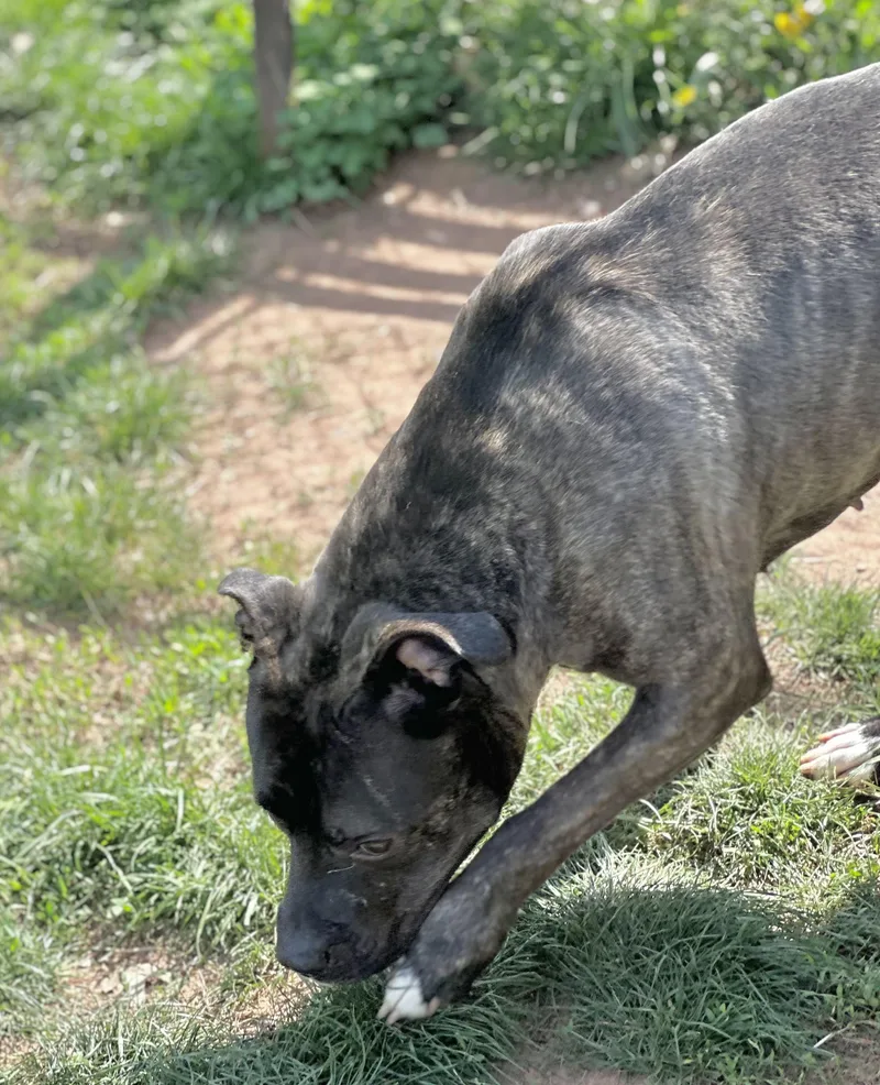 An adult large-sized female Gray / Blue / Silver Pit Bull Terrier dog named Ivy for adoption in Somerset, NJ