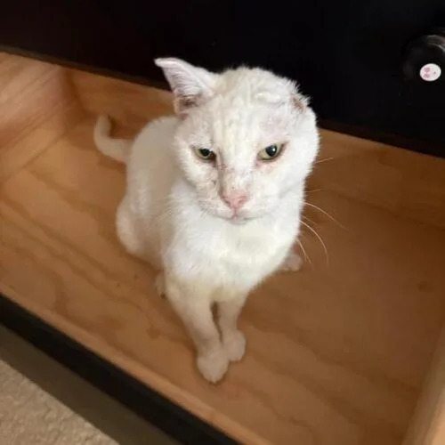 A senior medium-sized female White Domestic Short Hair cat named Birdy for adoption in Tampa, FL