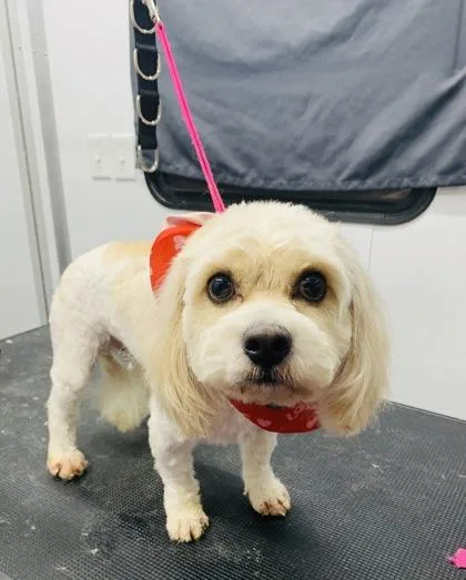 An adult small-sized male Bichon Frise dog named Louie for adoption in St. Anne, IL