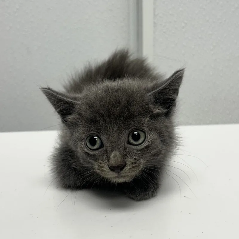A baby small-sized male Gray / Blue / Silver Domestic Medium Hair cat named Pelucho for adoption in Abilene, TX