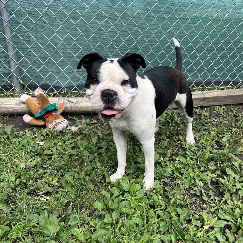 A young medium-sized male Black English Bulldog dog named Roman for adoption in Fairmont, MN