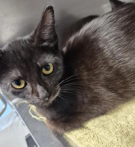 A baby small-sized male Domestic Short Hair cat named Detroit for adoption in Decatur, IL