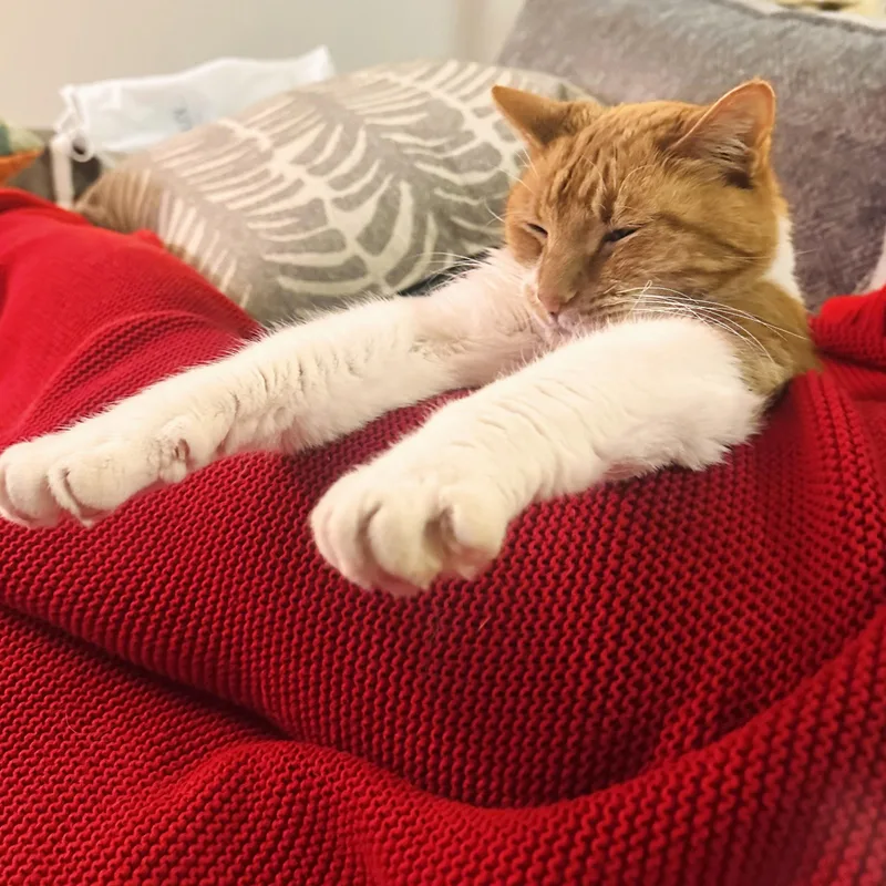 A senior large-sized male Orange & White Tabby cat named Teddy for adoption in Chicago, IL