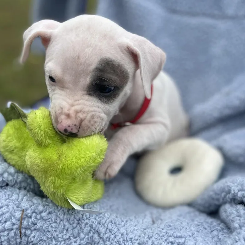 A baby small-sized male White / Cream Mixed Breed dog named David  Baron for adoption in Williston, FL