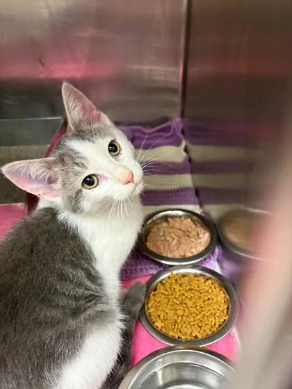 A baby small-sized male Domestic Short Hair cat named Baskin for adoption in Baraboo, WI