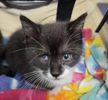 A baby small-sized female Domestic Short Hair cat named Luna for adoption in Westland, MI
