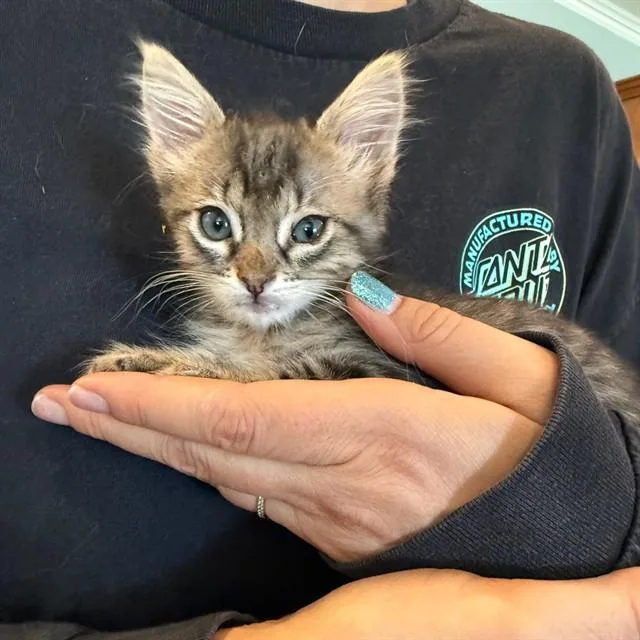 A baby small-sized female Domestic Short Hair cat named Hopscotch for adoption in Auburn, CA