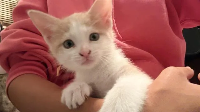A baby small-sized female Domestic Short Hair cat named Princess for adoption in San Antonio, TX
