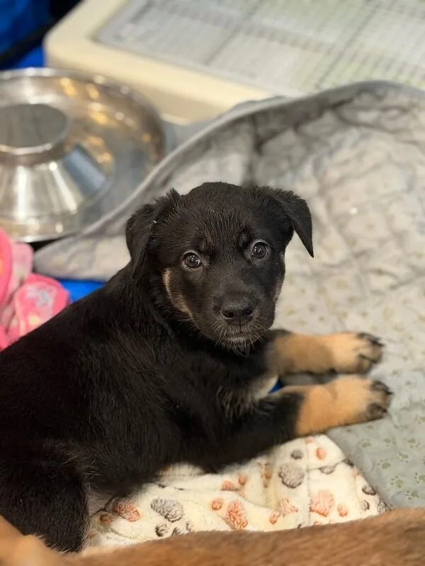 A baby large-sized male Black German Shepherd Dog dog named Wally for adoption in Van Nuys, CA