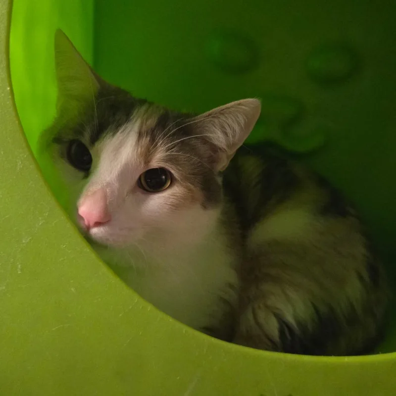 An adult large-sized female Calico Domestic Short Hair cat named Dulce for adoption in Waukesha, WI
