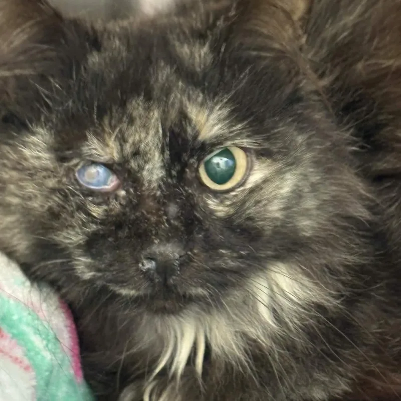 A young small-sized female Orange / Red Domestic Long Hair cat named Marvelous Molly for adoption in Gloucester, VA