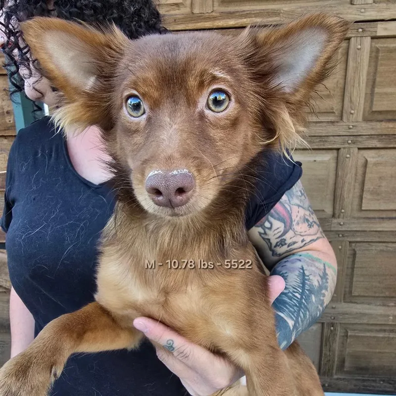 A young small-sized male Brown / Chocolate Pomeranian dog named Luke for adoption in Klamath Falls, OR