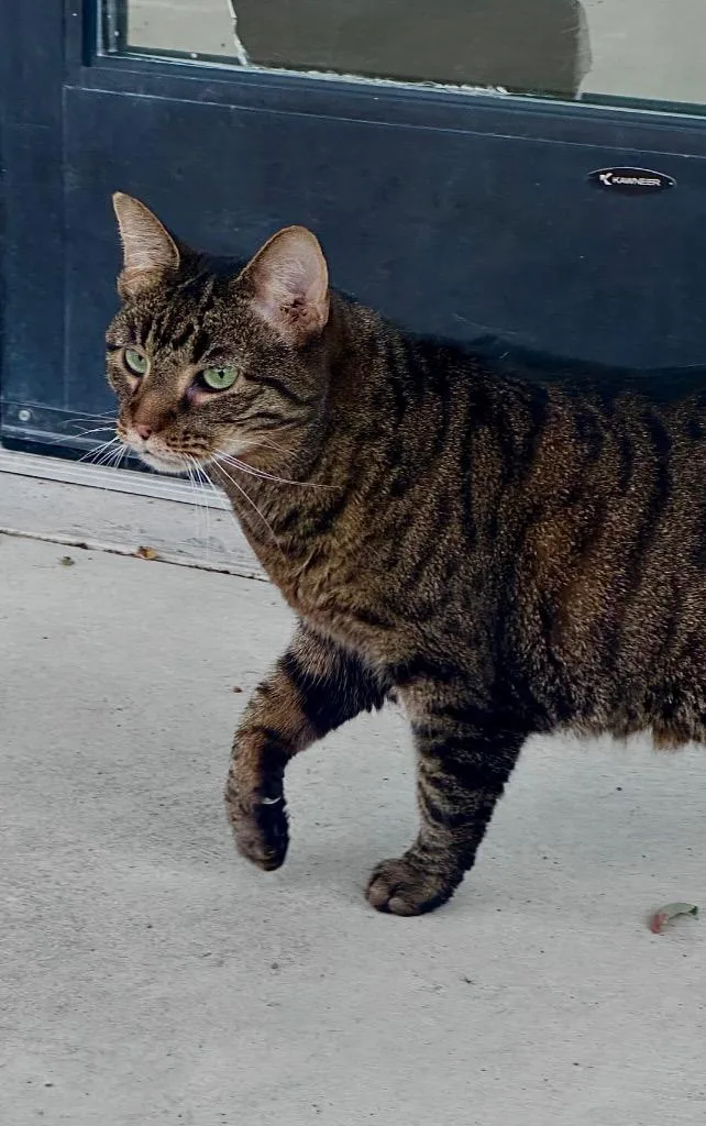 A senior medium-sized female Domestic Short Hair cat named Cali for adoption in Wintersville, OH