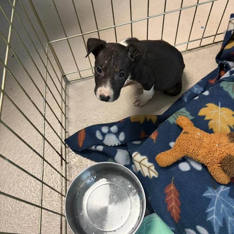 A baby small-sized female Black Mixed Breed dog named Dice for adoption in Newark, NJ