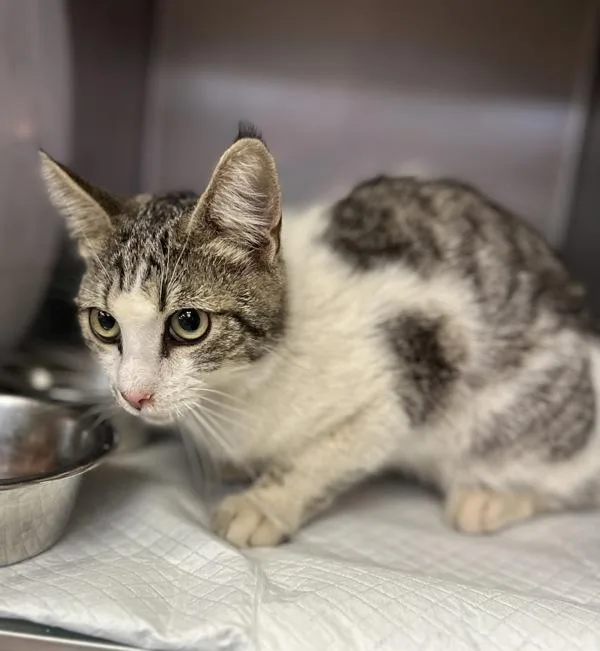 A young medium-sized male Domestic Short Hair cat named Prince for adoption in Victorville, CA