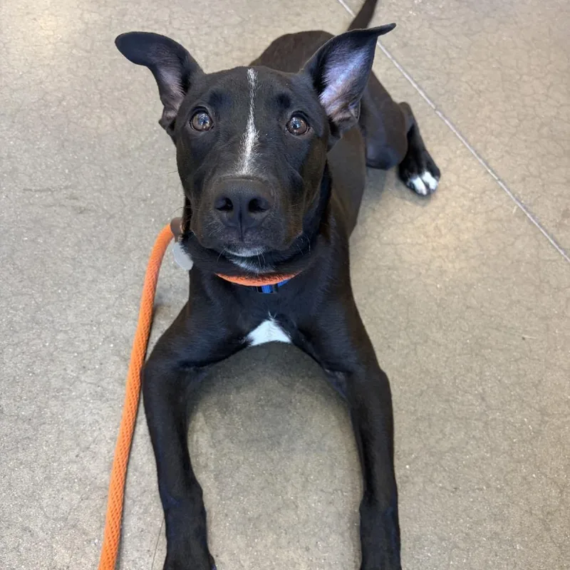 A young large-sized male Black Mixed Breed dog named Bowman for adoption in York, PA