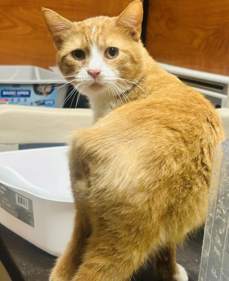 A young medium-sized male Orange & White Domestic Short Hair cat named Omelette for adoption in Fairfax, VA