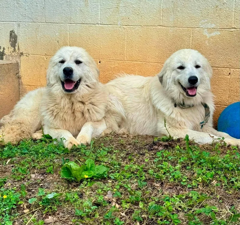 A young large-sized male White / Cream Great Pyrenees dog named Gabriel & Raphael for adoption in Waverly, TN