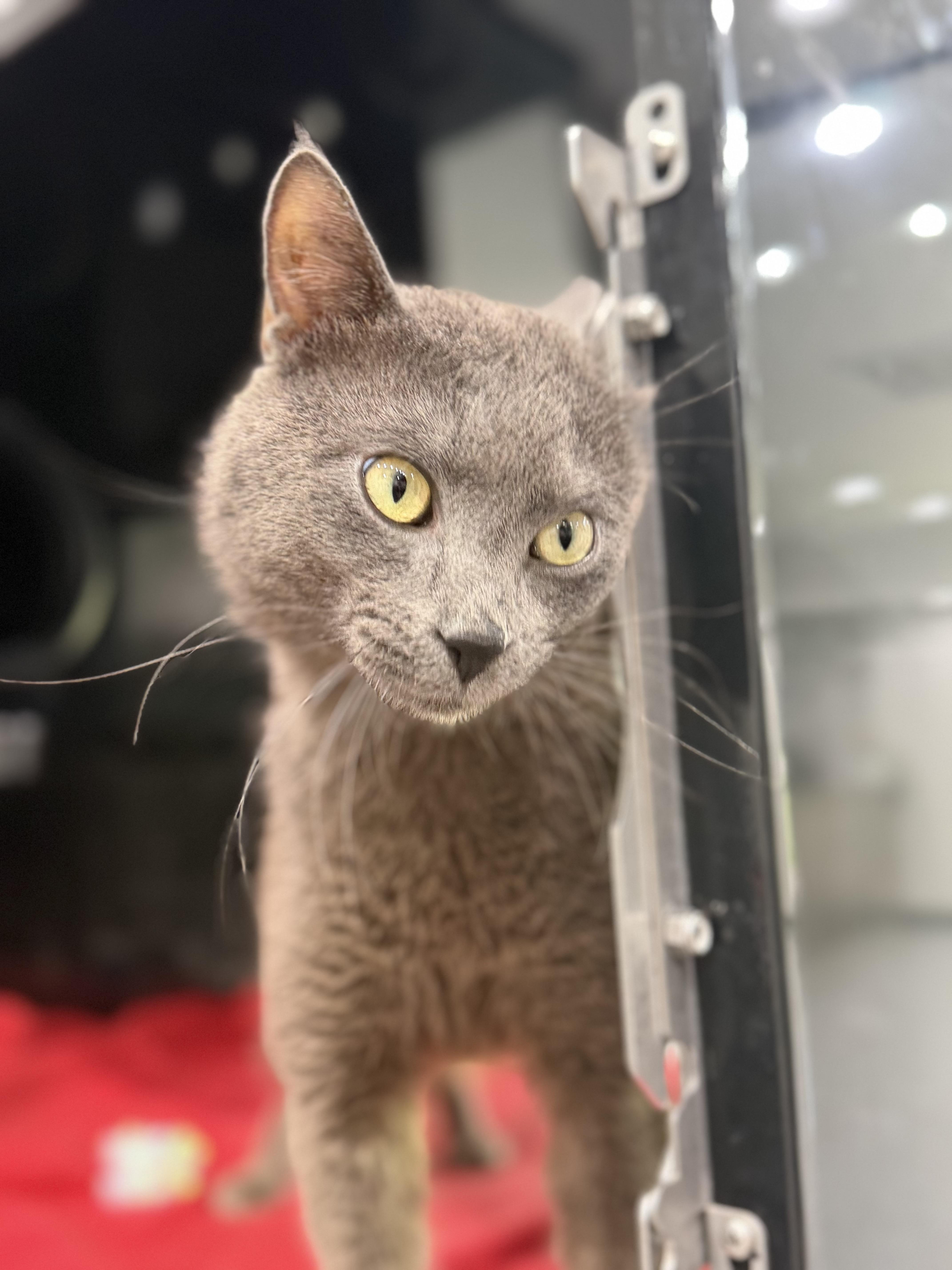 An adult medium-sized male Gray / Blue / Silver Domestic Short Hair cat named Freddy for adoption in Sherman, TX