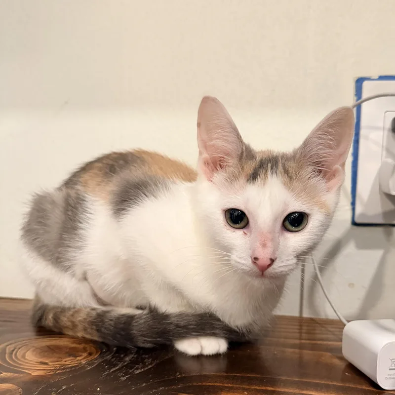 A baby small-sized female Dilute Calico Domestic Short Hair cat named Penny for adoption in Bellmawr, NJ